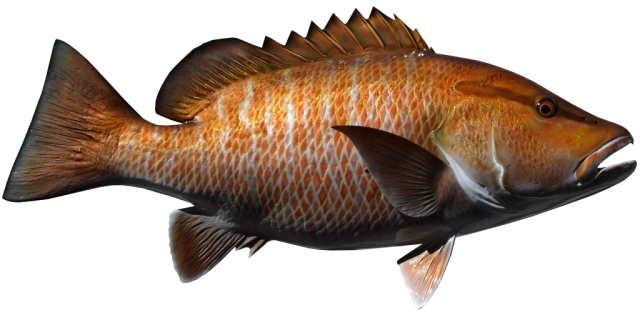 Estuary Fish